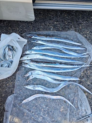 タチウオの釣果