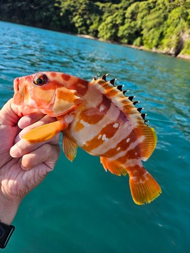 アカハタの釣果