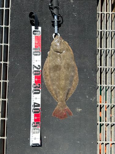 ヒラメの釣果