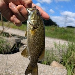 スモールマウスバス