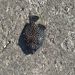 イシガキダイ