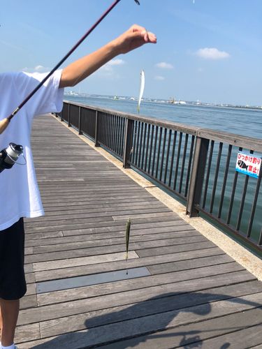 サッパの釣果