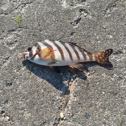 タカノハダイ