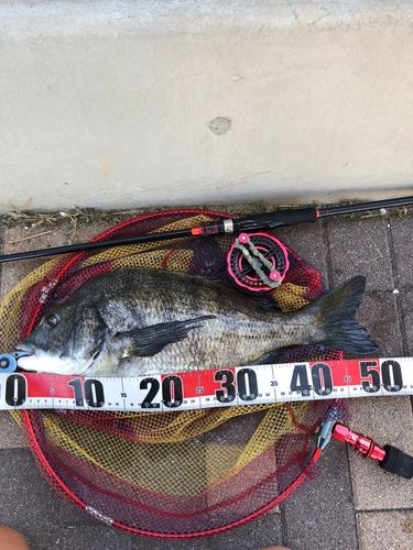 チヌの釣果