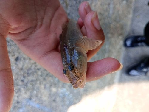マハゼの釣果