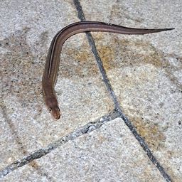 アナゴ