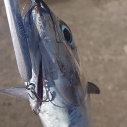 マルソウダ