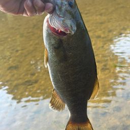 スモールマウスバス