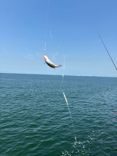 タコの釣果