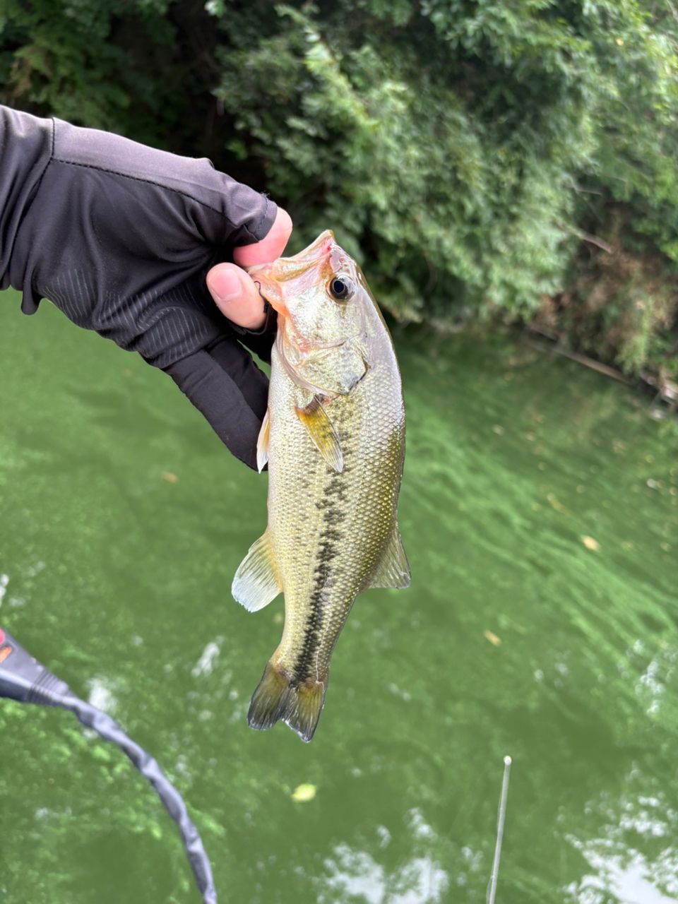 ラージマウスバス