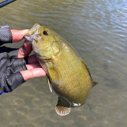 スモールマウスバス