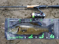 スモールマウスバスの釣果