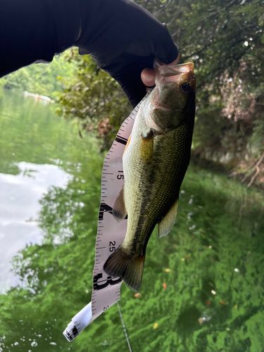 ラージマウスバスの釣果