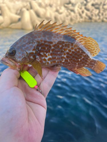 キジハタの釣果