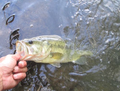 ラージマウスバスの釣果