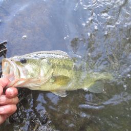 ラージマウスバス