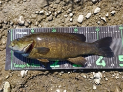 スモールマウスバスの釣果