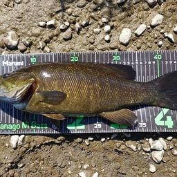 スモールマウスバス