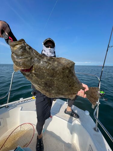 ヒラメの釣果