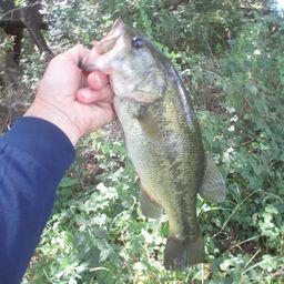 ラージマウスバス