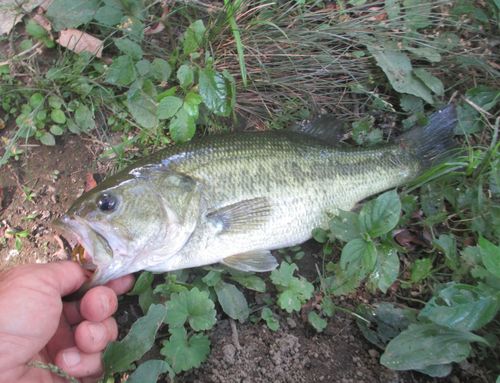 ラージマウスバスの釣果