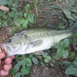 ラージマウスバス