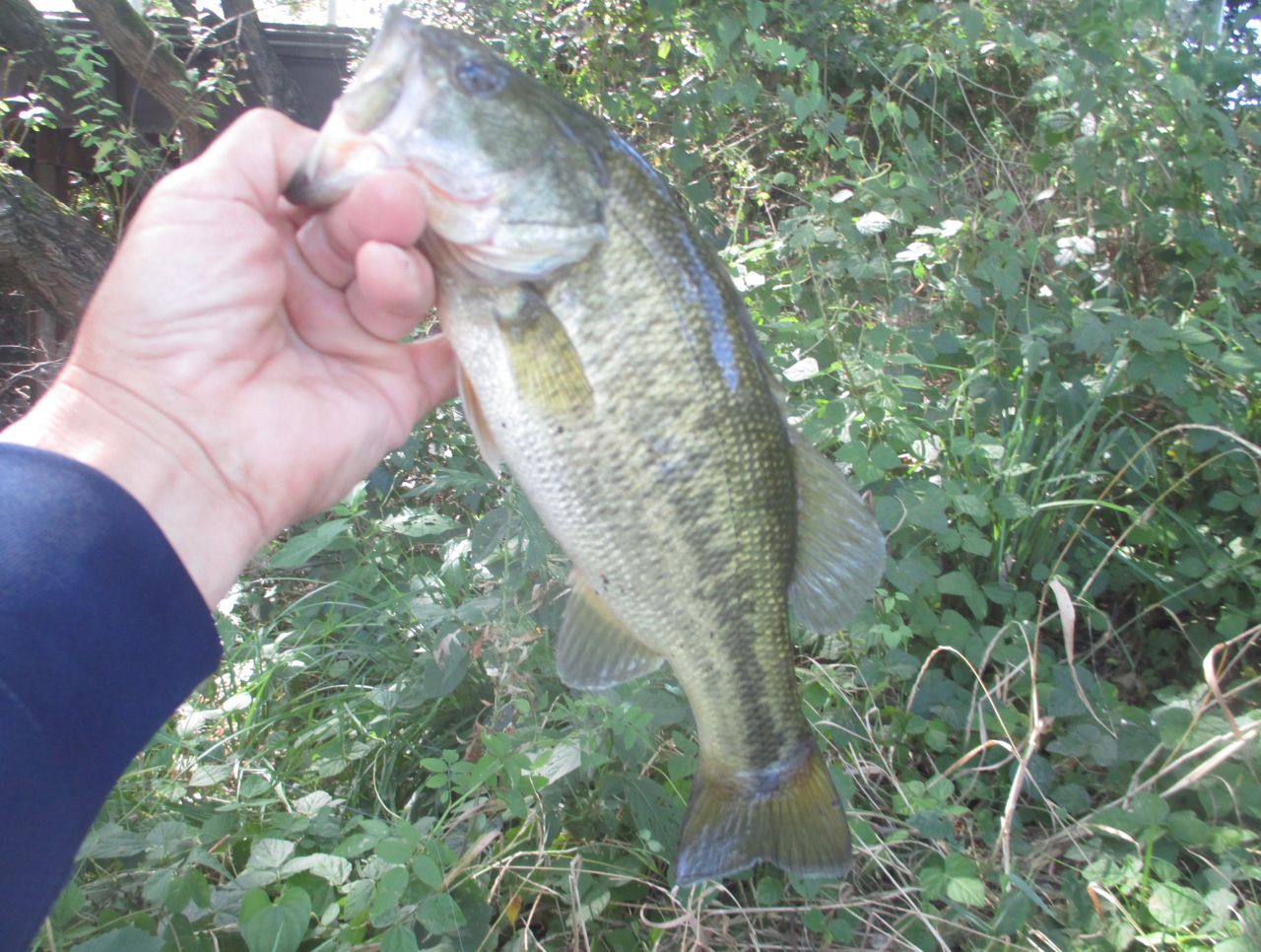 ラージマウスバス