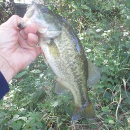 ラージマウスバス