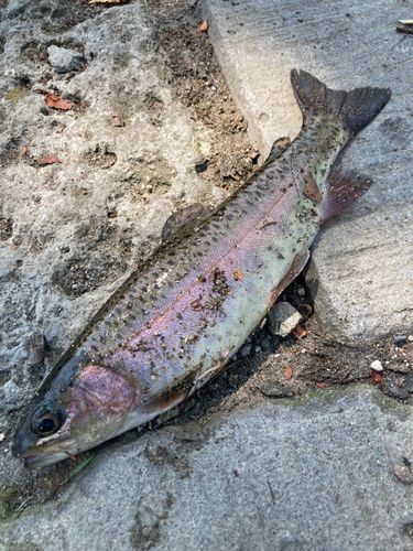 ニジマスの釣果