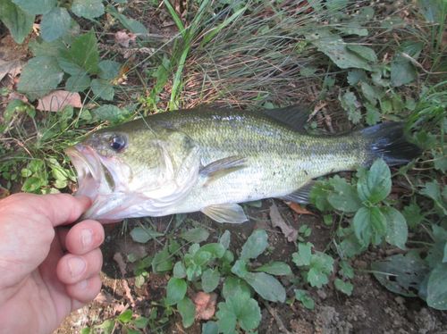 ラージマウスバスの釣果