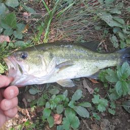 ラージマウスバス