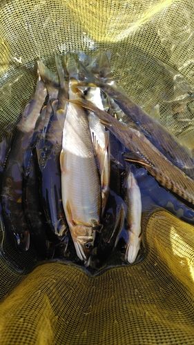 アユの釣果