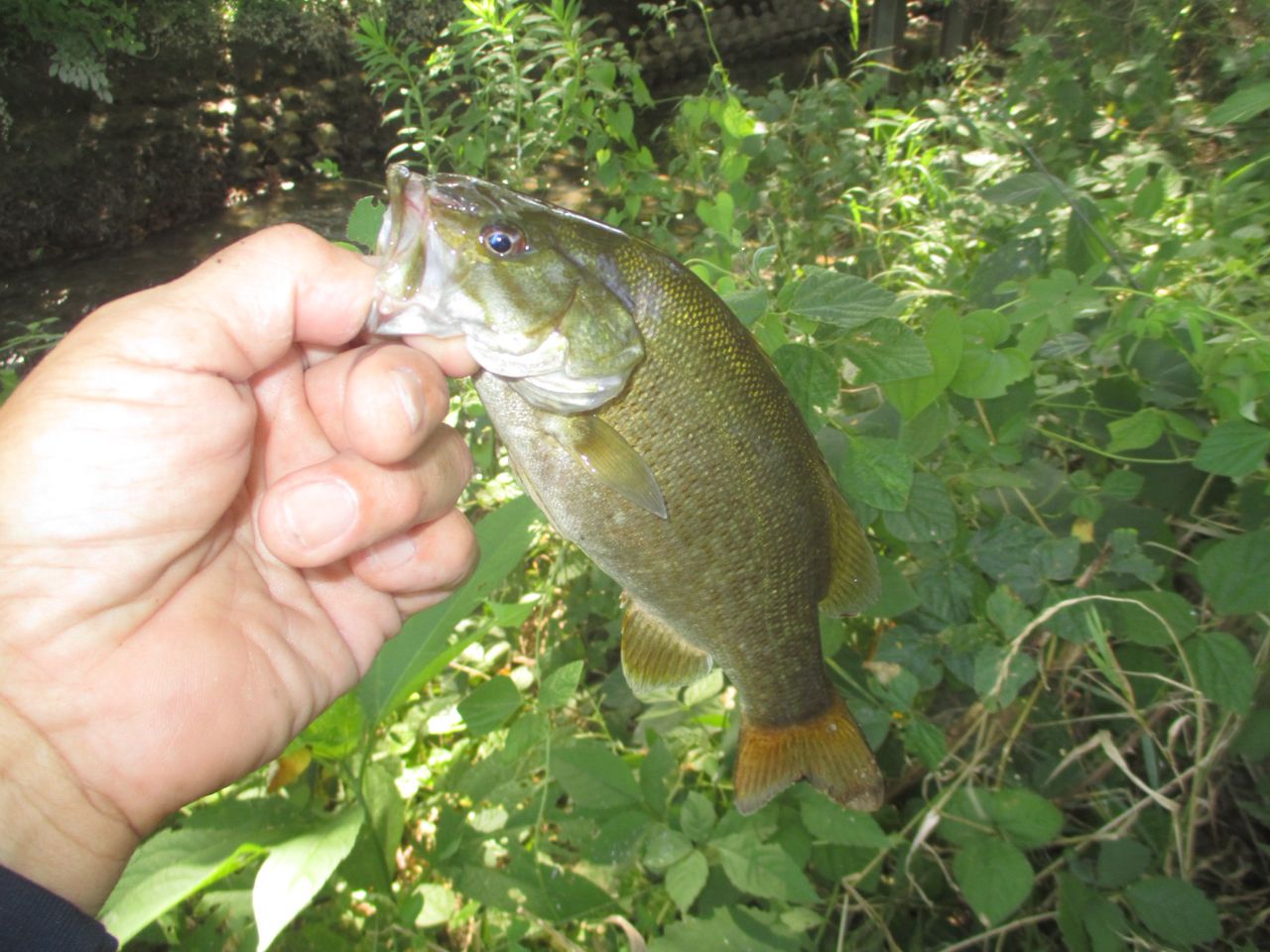 スモールマウスバス