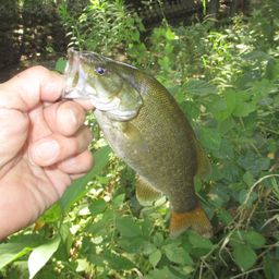 スモールマウスバス