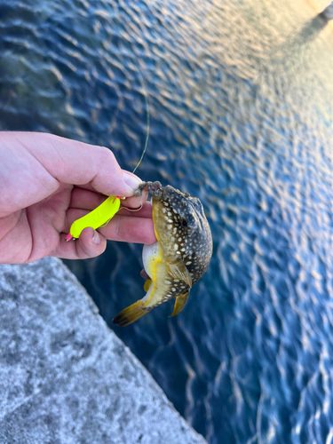 クサフグの釣果
