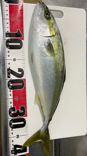 ハマチの釣果