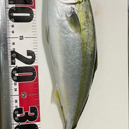 ハマチ