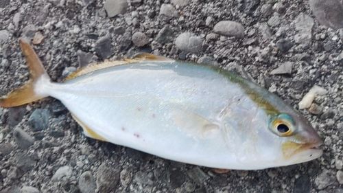 ショゴの釣果