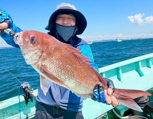 マダイの釣果