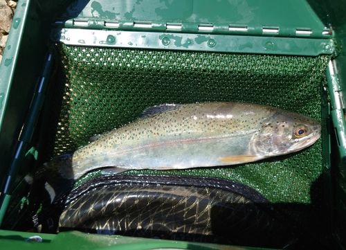 ニジマスの釣果