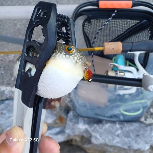 フグの釣果