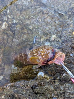 キジハタの釣果