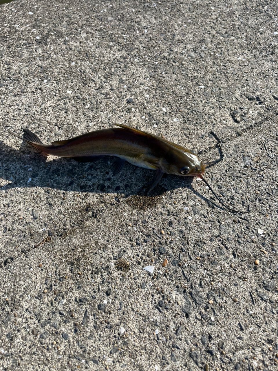 アメリカナマズ