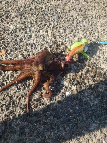 タコの釣果