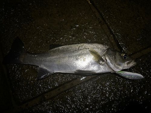 ヒラスズキの釣果