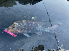 ハマフエフキの釣果