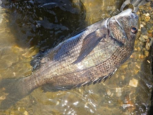 チヌの釣果
