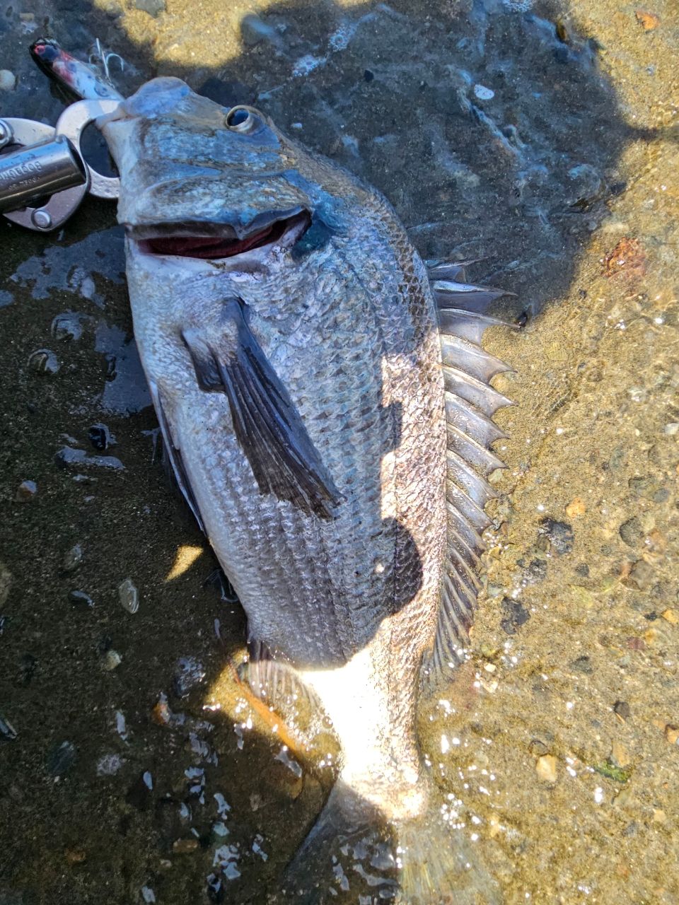 SHIMANO 18ディアルーナ B86MLの最安値・インプレ・釣果 | 本音