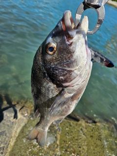 チヌの釣果