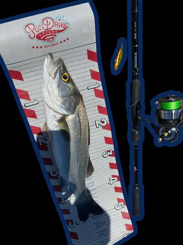 シーバスの釣果